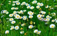 pic for Daisies Meadow 